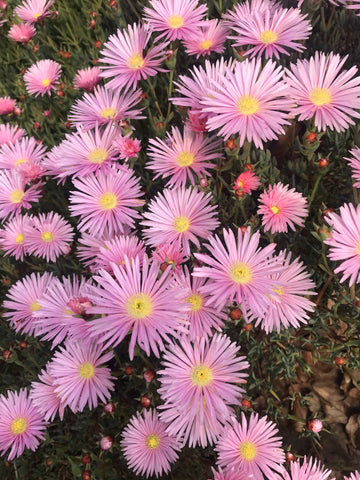 Lampranthus Pink - Champion Plants