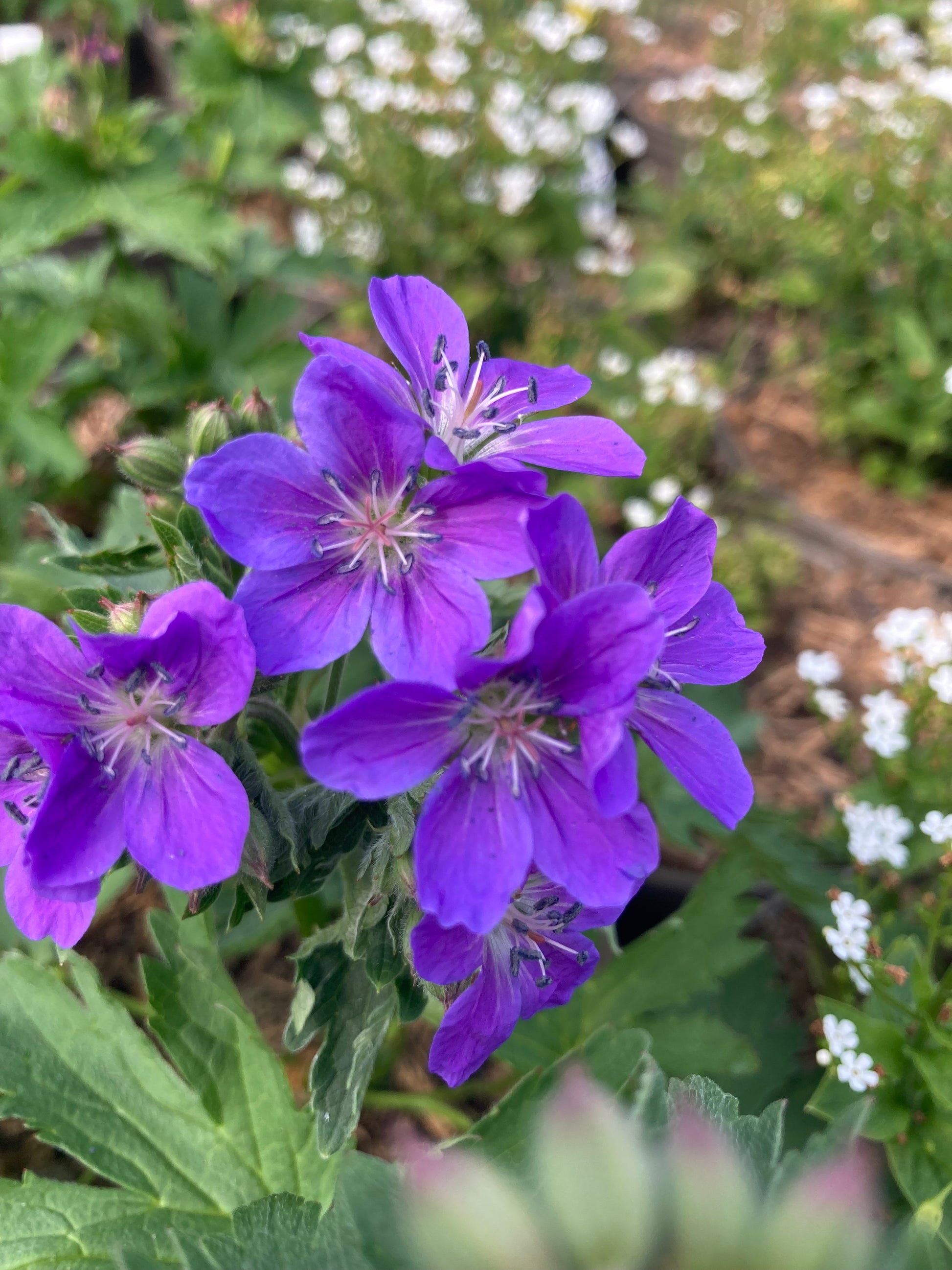 Geranium sylvaticum 'Mayflower' - AGM - Champion Plants