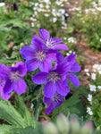 Geranium sylvaticum 'Mayflower' - AGM - Champion Plants