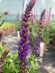 Salvia nemorosa East Friesland - AGM - Champion Plants