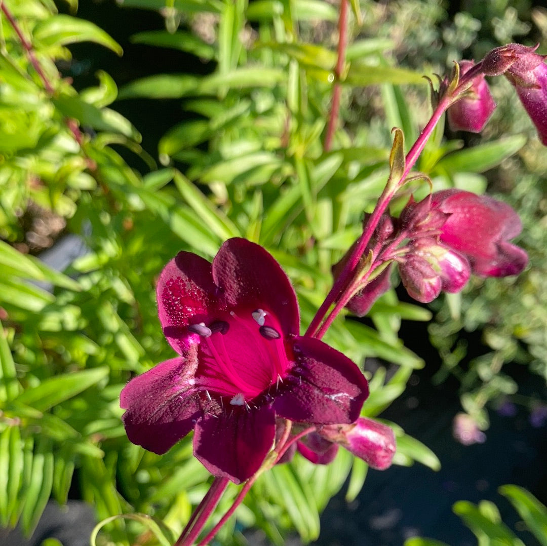 Penstemon Pensham Plum Jerkum - Champion Plants