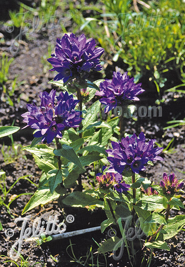 Campanula glomerata var. acaulis - Champion Plants