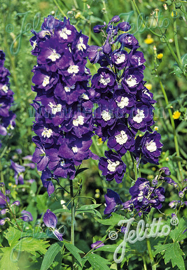 Delphinium Pacific Giants King Arthur - Champion Plants