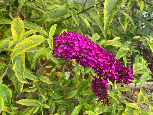 Buddleja (Buddleia) davidii Santana - Champion Plants