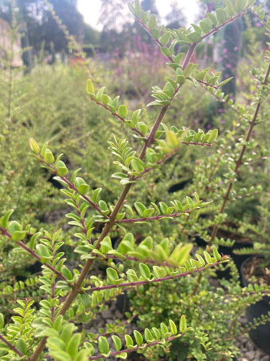 Lonicera nitida - Champion Plants