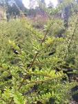 Lonicera nitida - Champion Plants