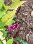 Persicaria Golden Arrow - Champion Plants