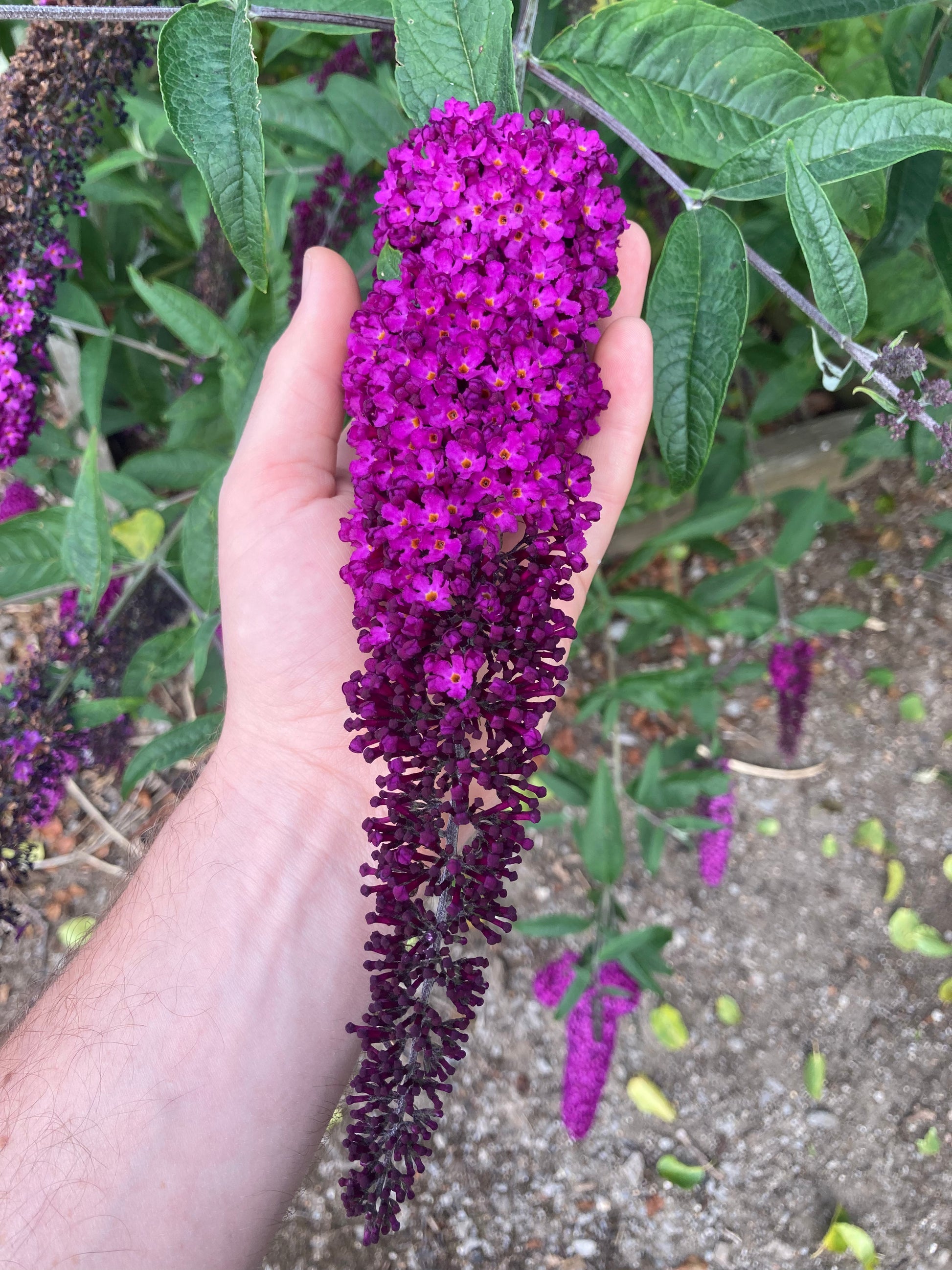 Buddleja (Buddleia) davidii Royal Red - AGM - Champion Plants
