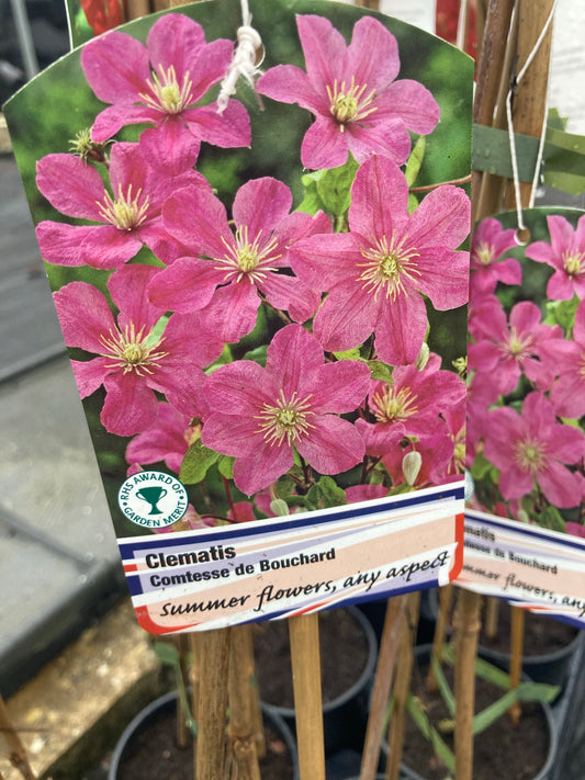 Clematis Comtesse de Bouchard - AGM - Champion Plants