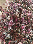 Ajuga Chocolate Chip - Champion Plants