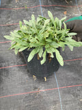 Osteospermum Weetwood - Champion Plants