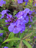 Phlox paniculata Blue Paradise - Champion Plants