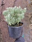 Lavandula Devon Compact White - Champion Plants