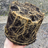 Hakonechloa macra - Champion Plants