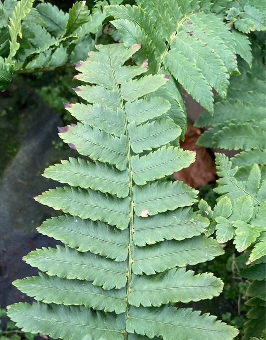 Dryopteris cycadina atrata - AGM - Champion Plants