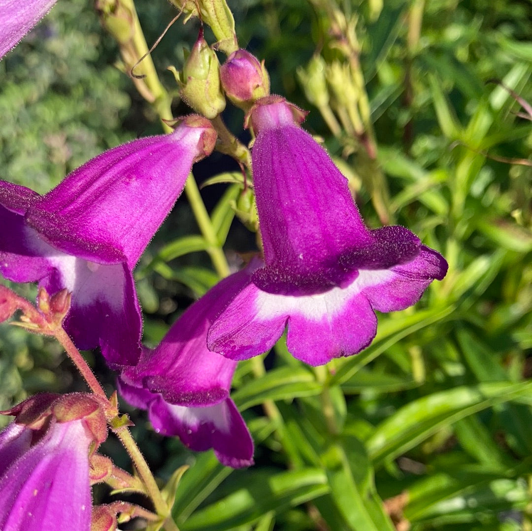 Penstemon Pensham Czar - Champion Plants