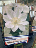 Clematis Guernsey Cream - Champion Plants