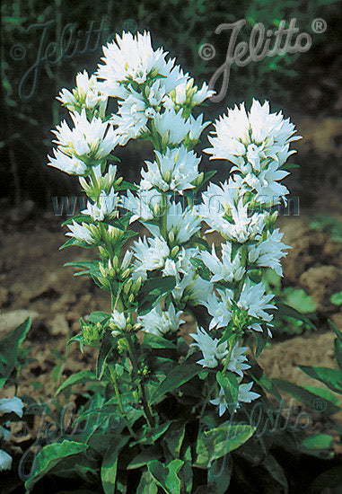 Campanula glomerata var. alba - Champion Plants