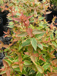 Abelia grandiflora Lady Liberty - Champion Plants
