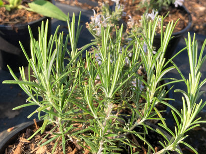 Rosmarinus officinalis Miss Jessop's Upright - AGM - Champion Plants