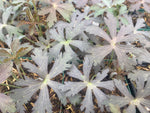 Geranium maculatum 'Expresso'