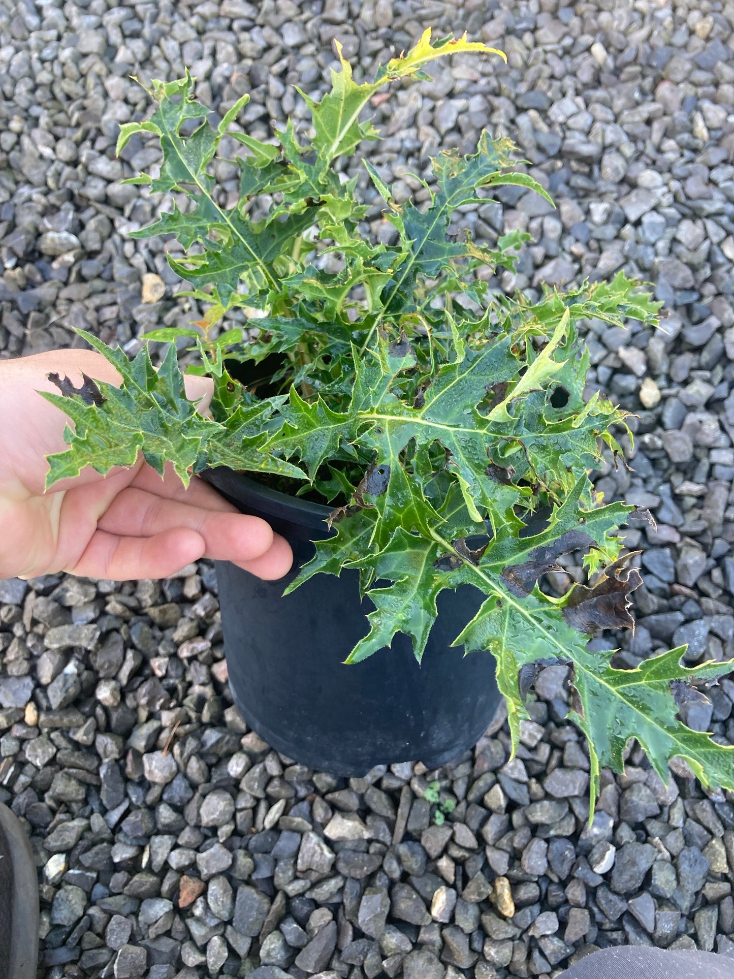Acanthus spinosus (Bears Breeches) - Champion Plants