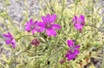Senecio polyodon Sandra (Variegata) - Champion Plants