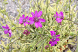 Senecio polyodon Sandra (Variegata) - Champion Plants