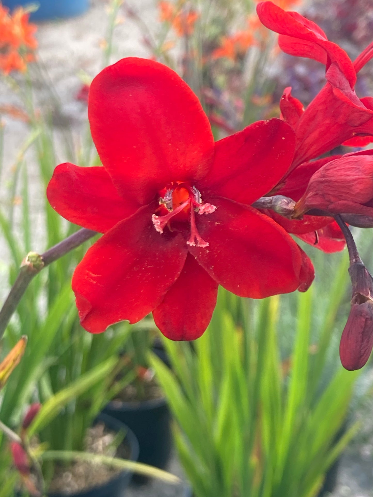 Crocosmia Hellfire - Champion Plants