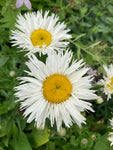 Leucanthemum × superbum 'Aglaia' - Champion Plants