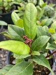 Viburnum tinus Gwenllian - Champion Plants