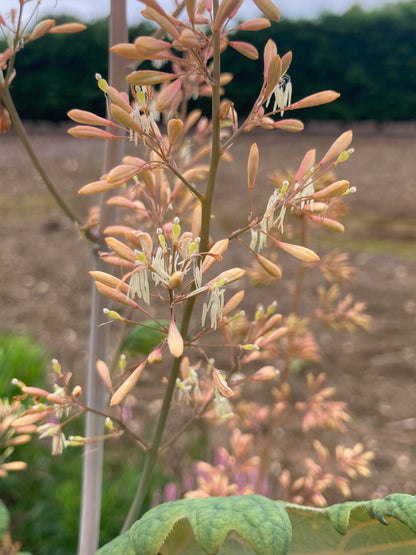 Macleaya microcarpa Kelway's Coral Plume - AGM - Champion Plants