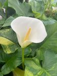 Zantedeschia aethiopica 'Pershore Fantasia' (Arum Lily) - Champion Plants
