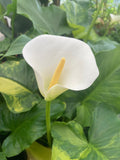 Zantedeschia aethiopica 'Pershore Fantasia' (Arum Lily) - Champion Plants