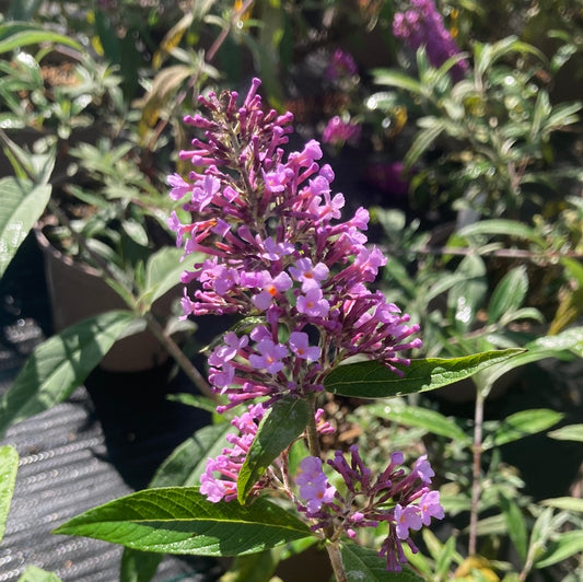 Buddleja (Buddleia) Gulliver - Champion Plants