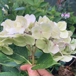Hydrangea macrophylla 'Madame Emile Mouillère'  - AGM - Champion Plants