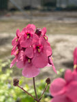 Diascia personata 'Hopley's' - Champion Plants