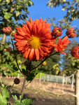 Chrysanthemum Paul Boissier - Champion Plants