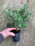 Genista canariensis (Fragrans) - AGM - Champion Plants