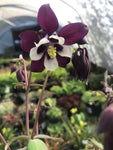 Aquilegia vulgaris Golden Guiness - Champion Plants