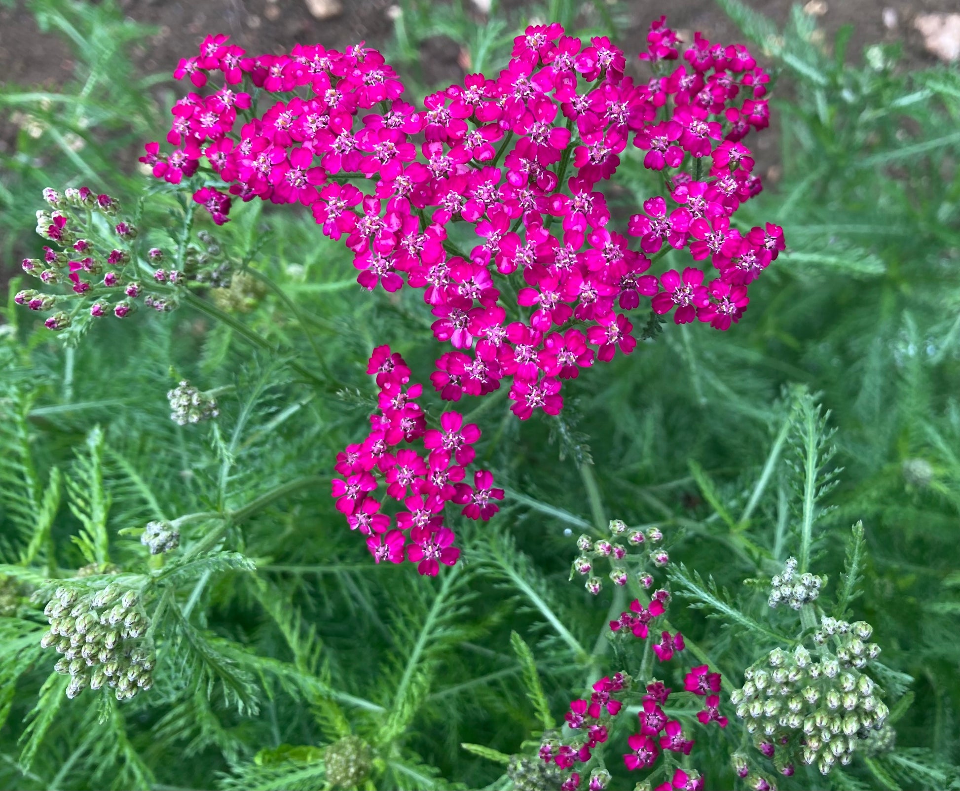 Achillea Cerise Queen - Champion Plants