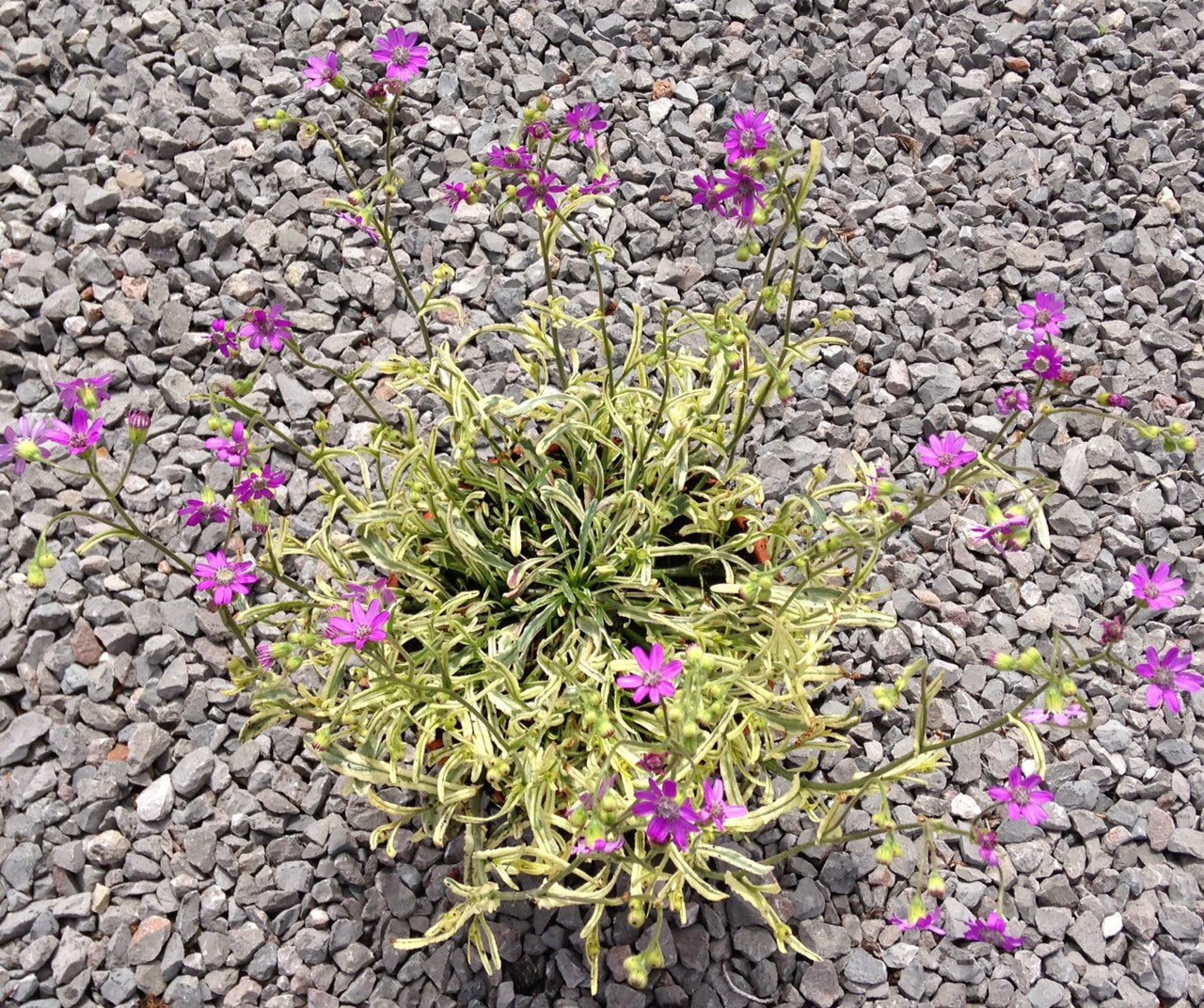 Senecio polyodon Sandra (Variegata) - Champion Plants