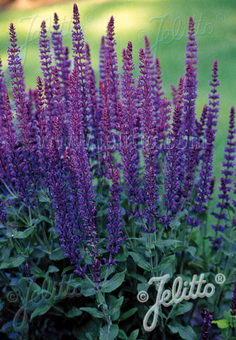 Salvia x superba Violet Queen - Champion Plants