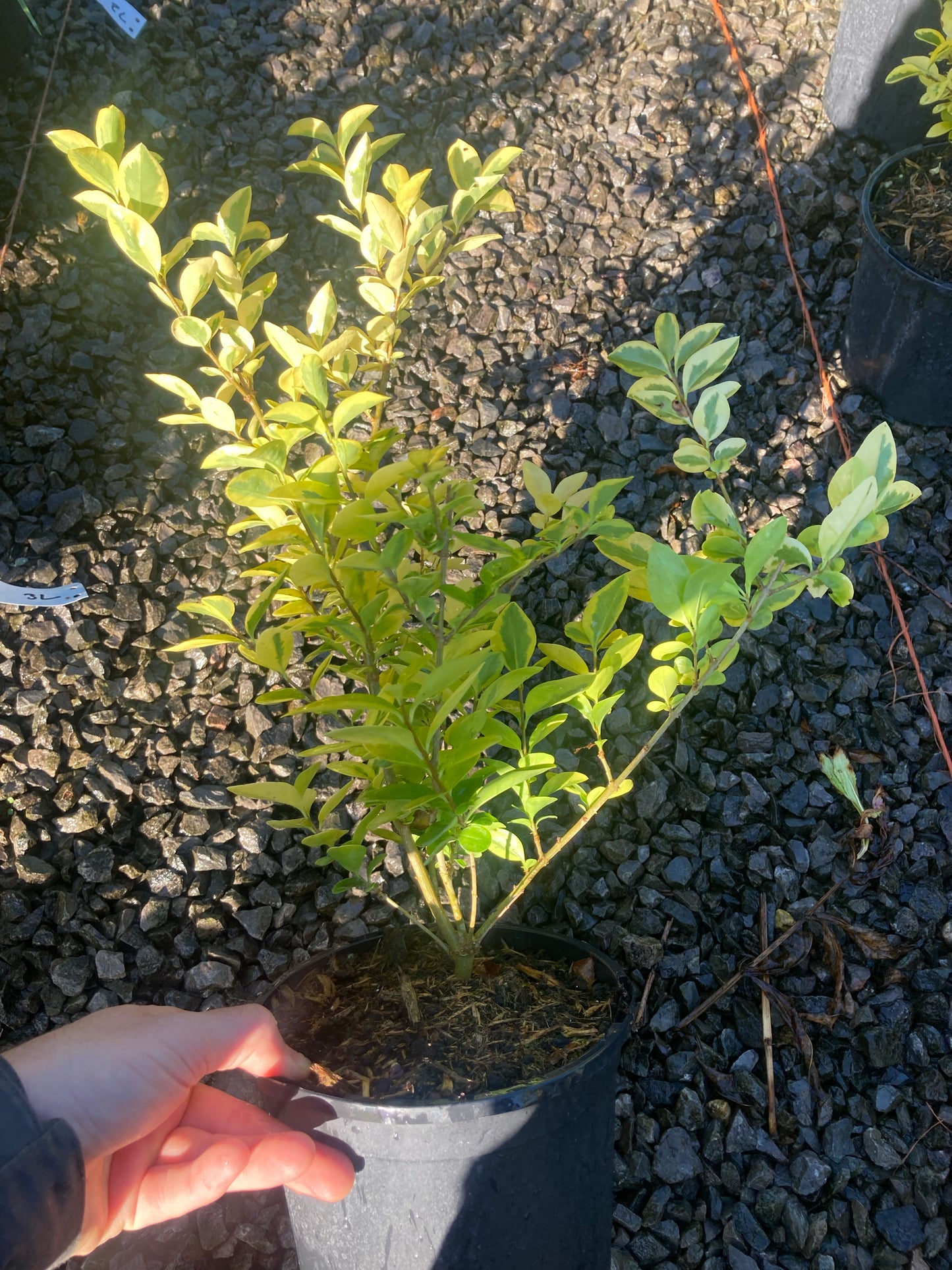 Ligustrum oval. Aureum - Champion Plants