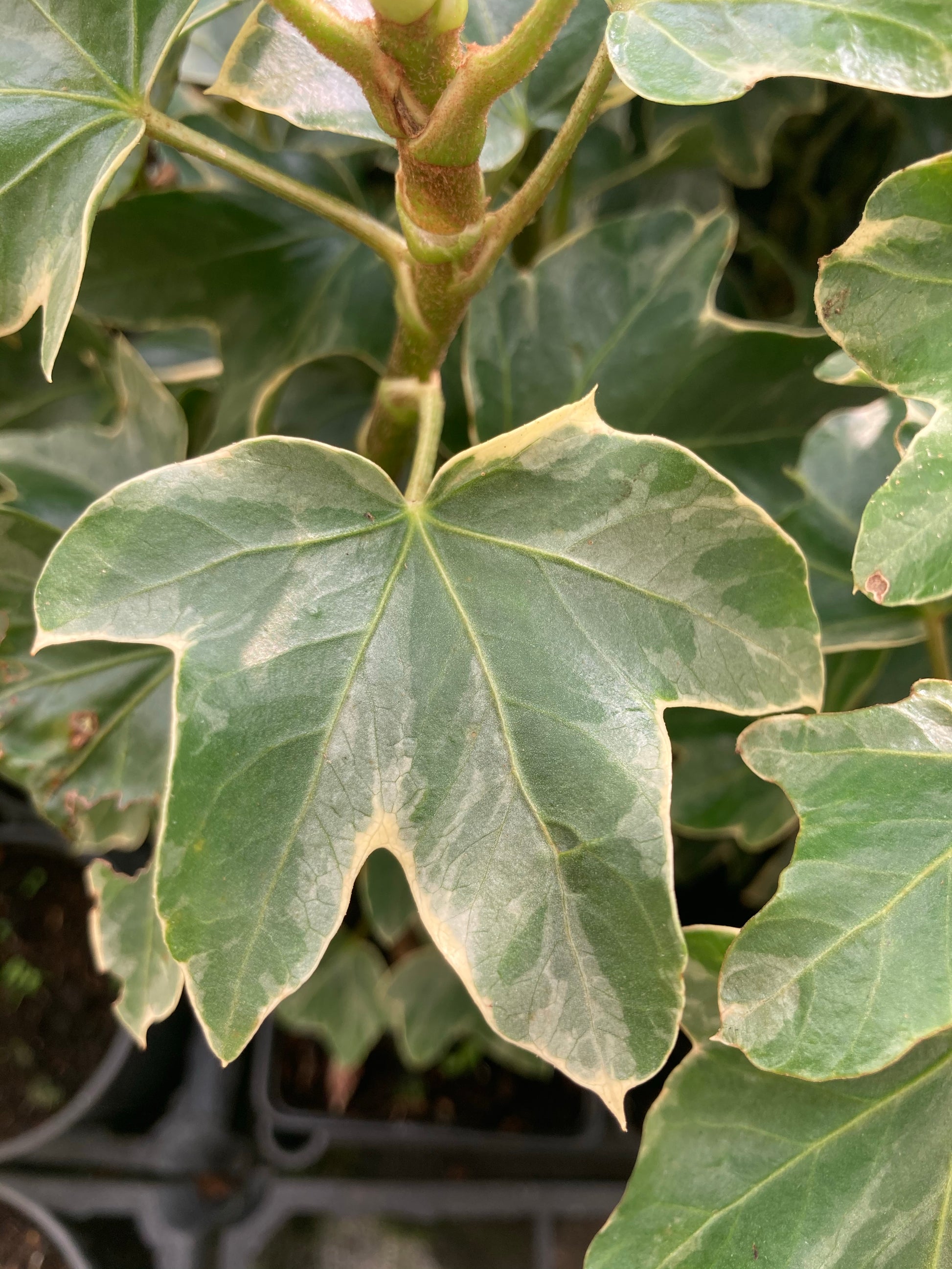 Fatshedera Lizei Variegata - AGM - Champion Plants