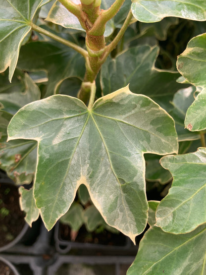 Fatshedera Lizei Variegata - AGM - Champion Plants
