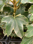 Fatshedera Lizei Variegata - AGM - Champion Plants