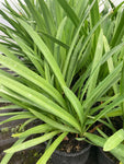 Agapanthus Headbourne Hybrids - Champion Plants