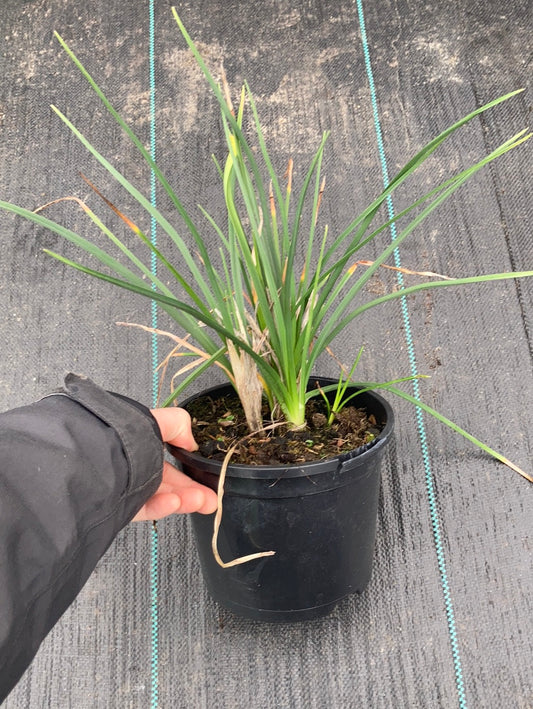 Kniphofia Traffic Lights - Champion Plants