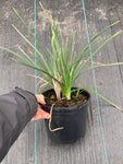Kniphofia Traffic Lights - Champion Plants